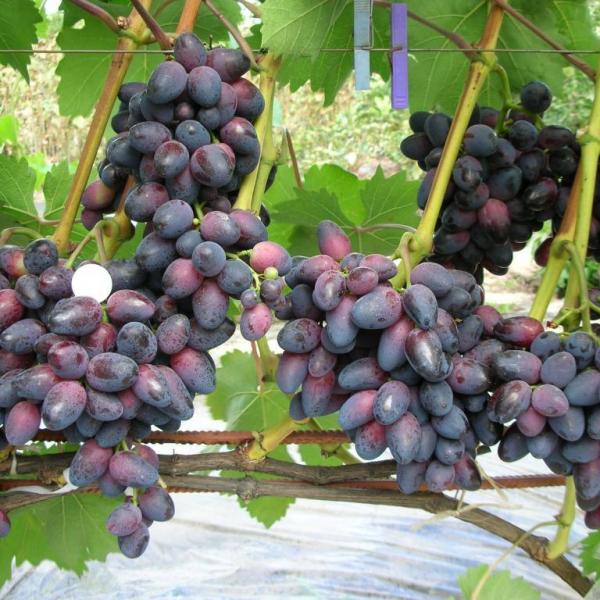 Саженцы винограда Изюминка