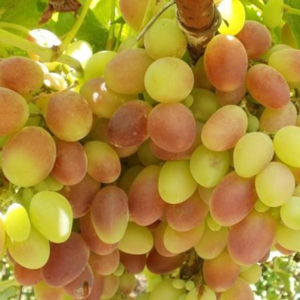 Саженцы винограда Тайфи