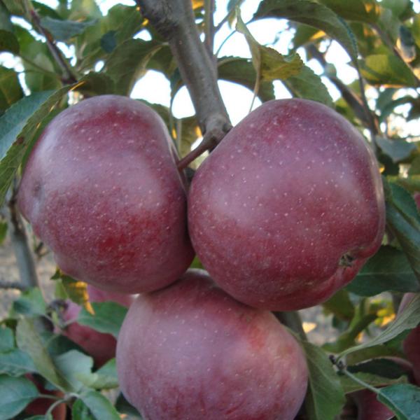Саженцы яблони Азвел Спур