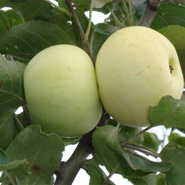 Саженцы яблони Белый Налив (