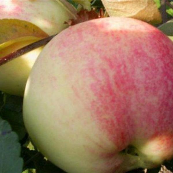 Саженцы яблони Десертное Исаева