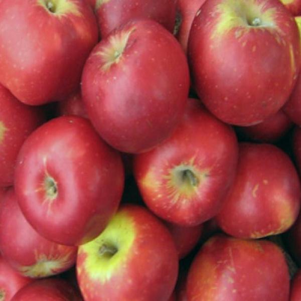 Саженцы яблони Джонатан (Хорошавка зимняя, Осламовское, Зимнее красное)