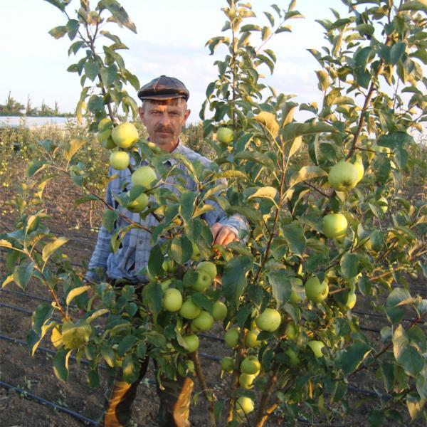 Саженцы яблони Голден Спур (Голдспур)