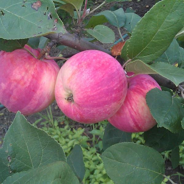 Саженцы яблони Мельба (Мелба)